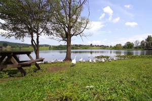 Resim Forest Lake Caravan Camping