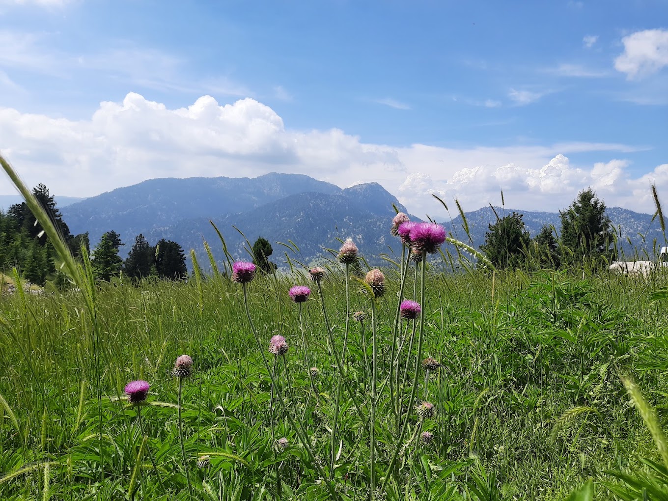 Resim Yavşan Yaylası Tabiat Parkı