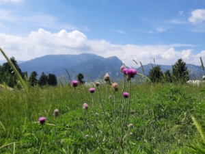 Resim Yavşan Yaylası Tabiat Parkı